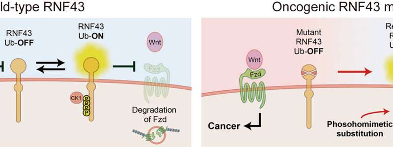 Molecular basis underlying colorectal cancer revealed