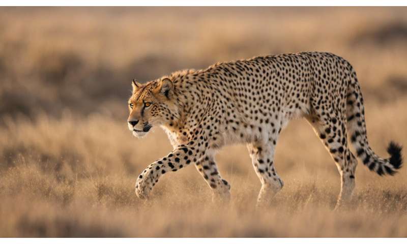 Not so fast: why India’s plan to reintroduce cheetahs may run into problems