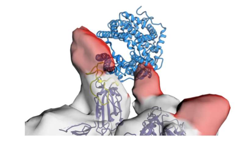 One small part of a human antibody has the potential to work as a drug for both prevention and therapy of COVID-19