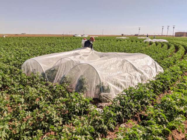 Potato study uses irrigation system feedback to distinguish between thirst and disease
