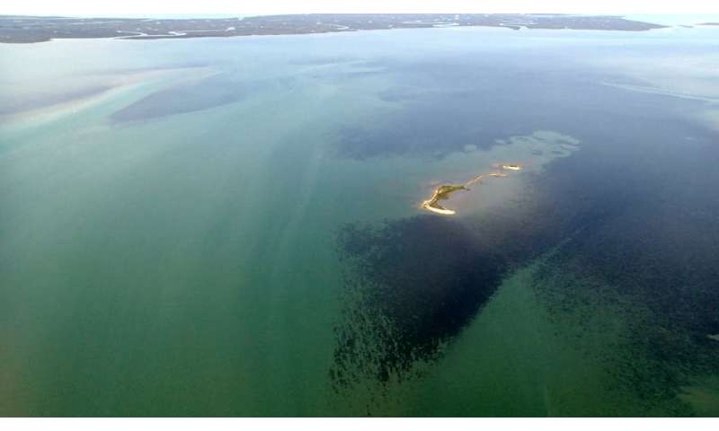 Restoring seagrasses can bring coastal bays back to life