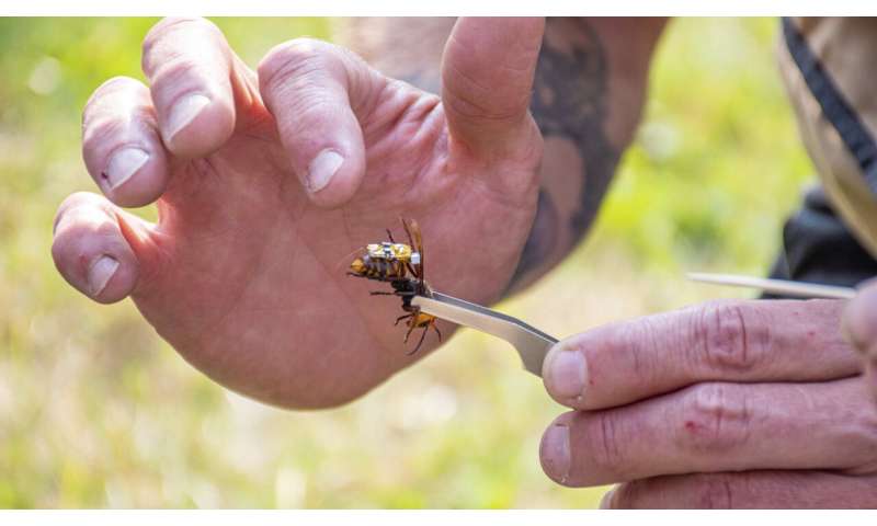Search underway for murder hornets nest in Washington state