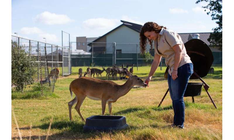Texas A&M researchers developing first oral anthrax vaccine for livestock, wildlife