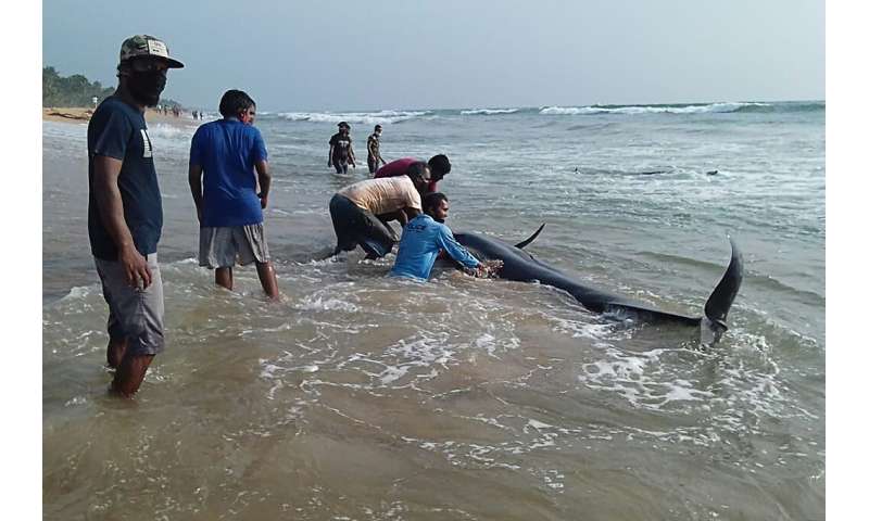 The causes of mass strandings remain unknown