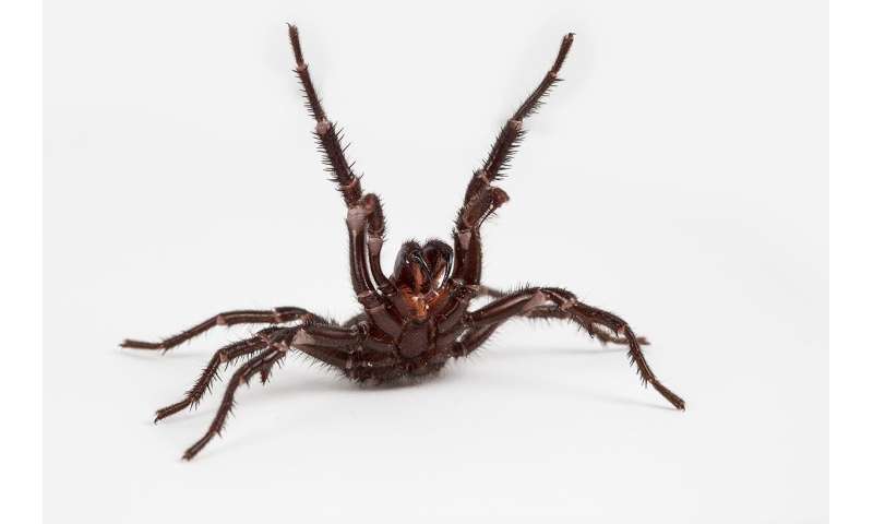 Toxic masculinity: Why male funnel web spiders are so dangerous
