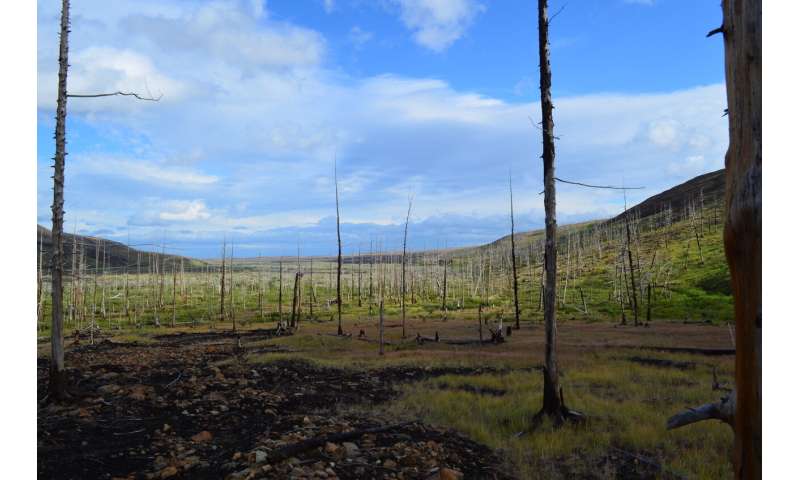 Tree rings show scale of Arctic pollution is worse than previously thought