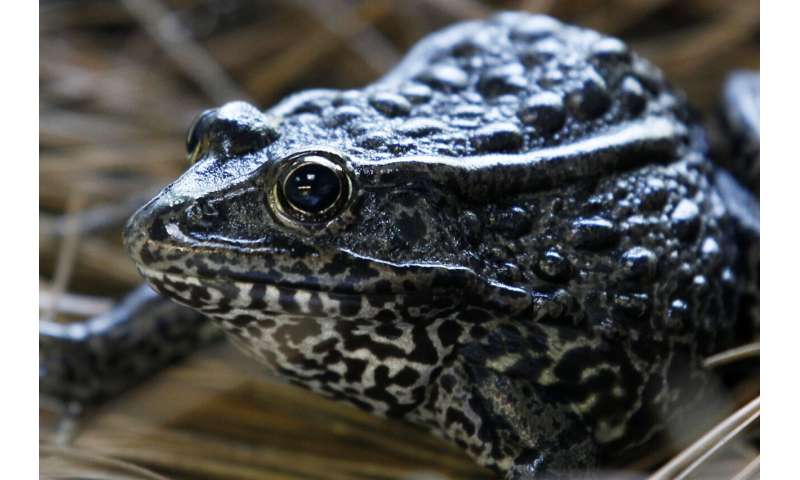 US officials seek limits on "habitat" for imperiled species