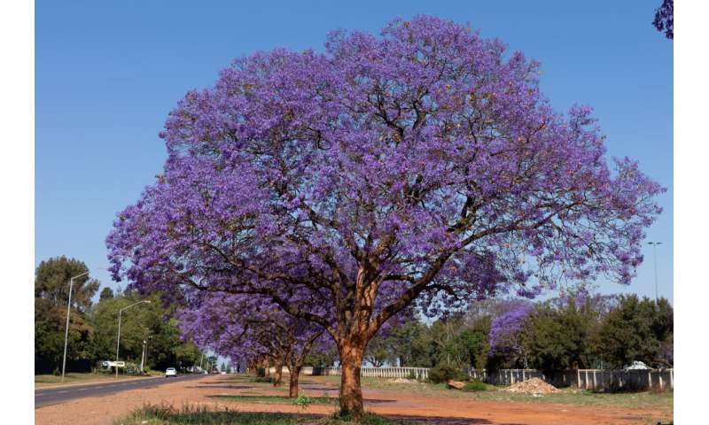 Why there's a lot more to love about jacarandas than just their purple flowers