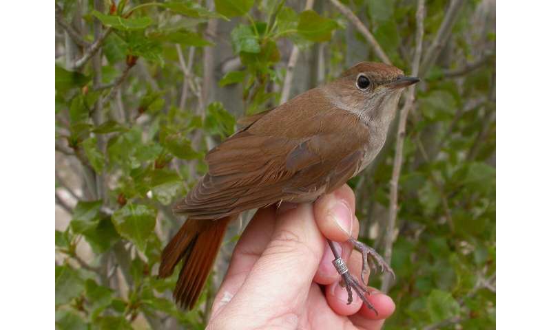 Climate change may be making migration harder by shortening nightingales' wings