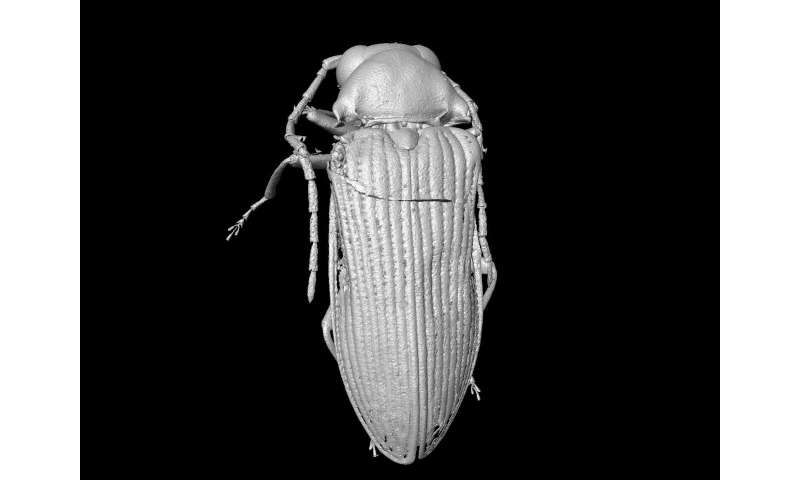 Scientists reconstruct beetles from the Cretaceous