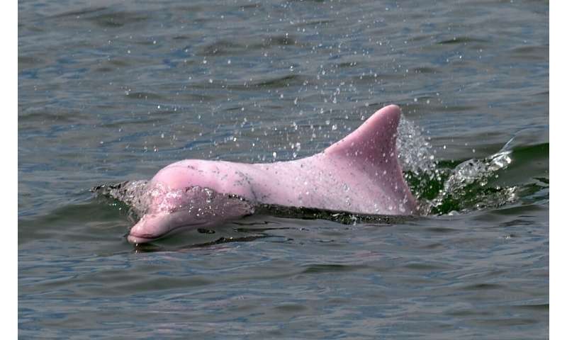 According to the WWF, there are only an estimated 2,000 pink dolphins left in the Pearl River Delta