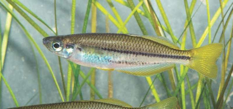 Australia's smallest fish among 22 at risk of extinction within two decades