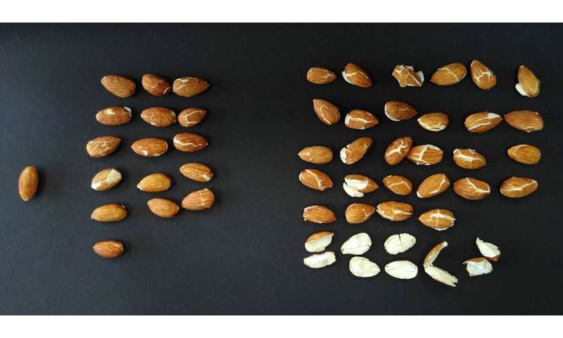 Decontaminating almonds and nuts with compressed carbon dioxide