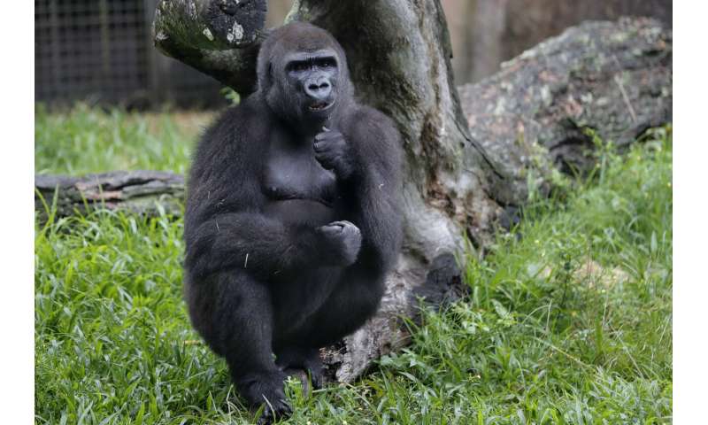 Endangered gorilla in New Orleans expecting 1st baby