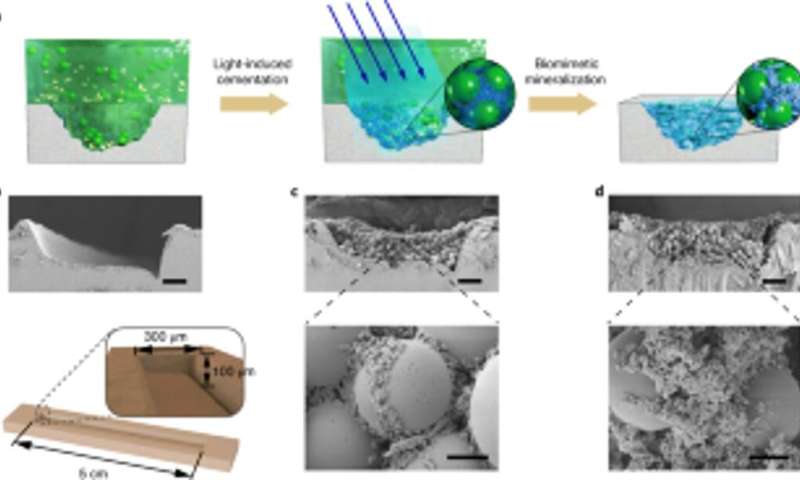 Engineering light-responsive E. coli functional biofilms as scaffolds for HA mineralization.