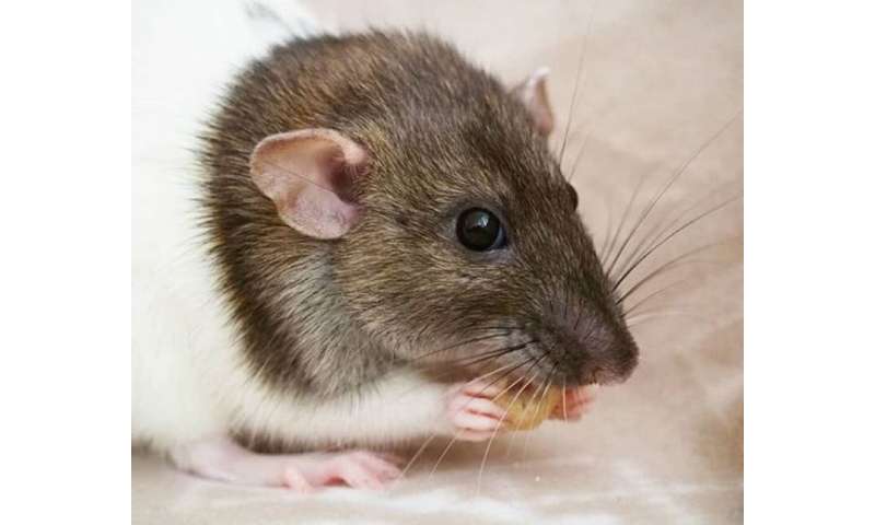 How we found a special maths equation hidden in rat whiskers