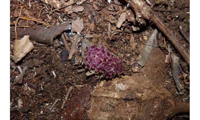 'Like finding life on Mars': why the underground orchid is Australia's strangest, most mysterious flower
