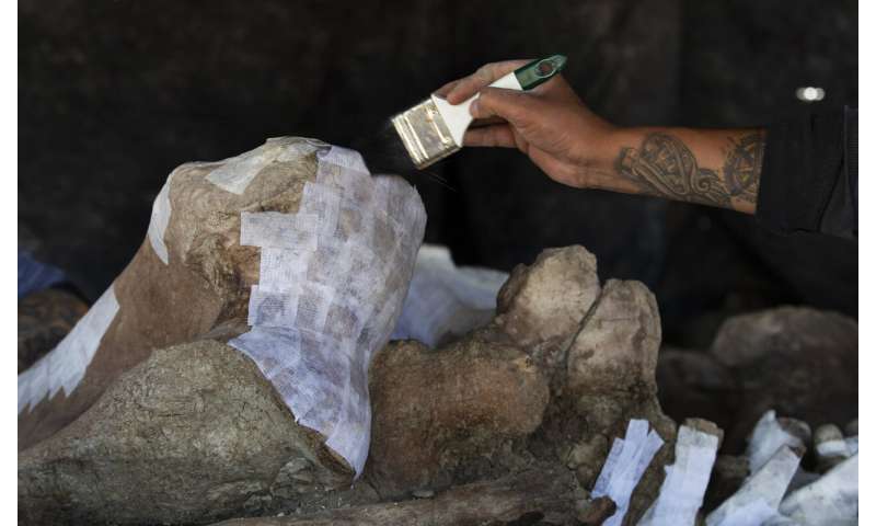 'Mammoth central' found at Mexico airport construction site