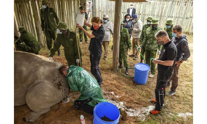 More eggs harvested from last 2 northern white rhinos