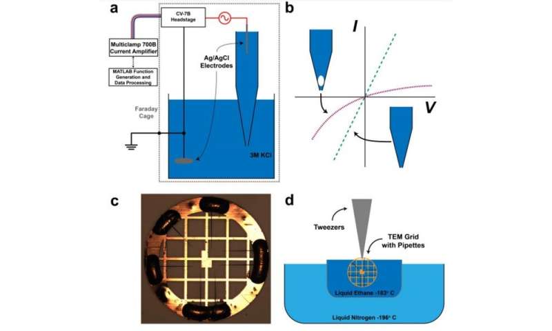 Nanobubble-controlled nanofluidic transport