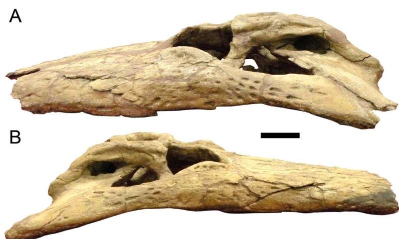 'Terror crocodile' had teeth the size of bananas 4-newstudyconf