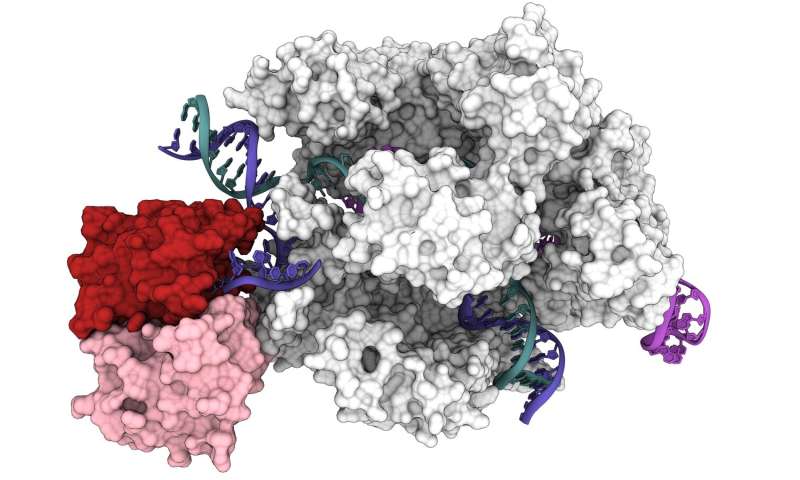 New understanding of CRISPR-Cas9 tool could improve gene editing