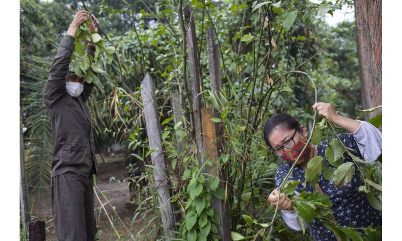 Peru's Indigenous turn to ancestral remedies to fight virus