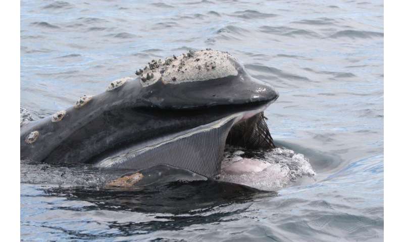 Plastic found in southern right whale in Argentina