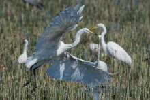 Protected areas help waterbirds adapt to climate change