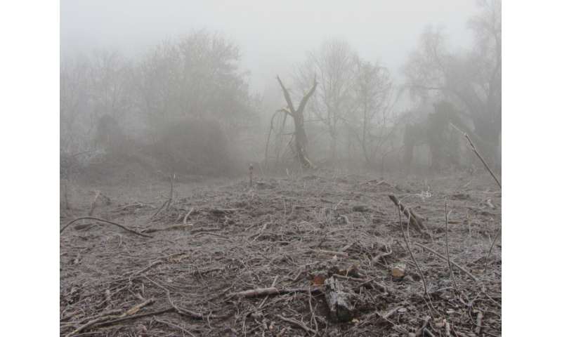 Protected Hungarian forest by the Tisza River destroyed