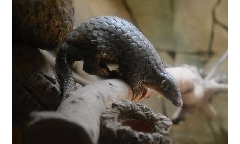Researchers at the South China Agricultural University have identified the scaly pangolin as a 'potential intermediate host' for