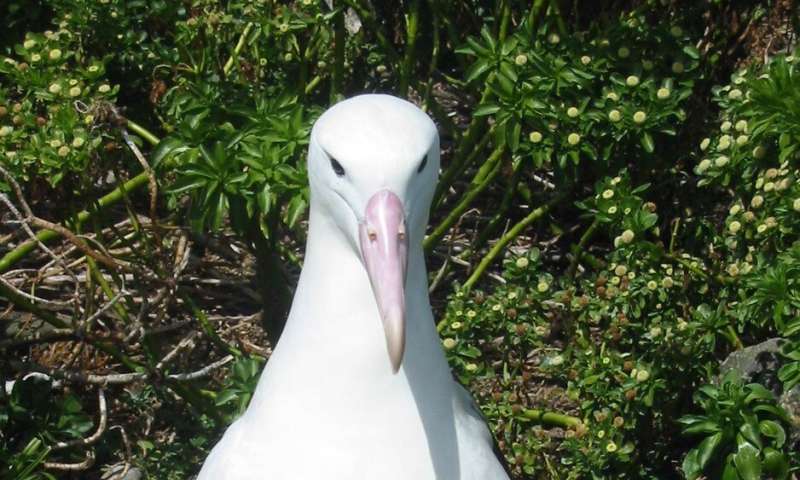 Study Confirms Plastics Threat to South Pacific Seabirds