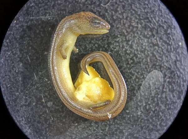 This lizard lays eggs and gives live birth. We think it's undergoing a major evolutionary transition