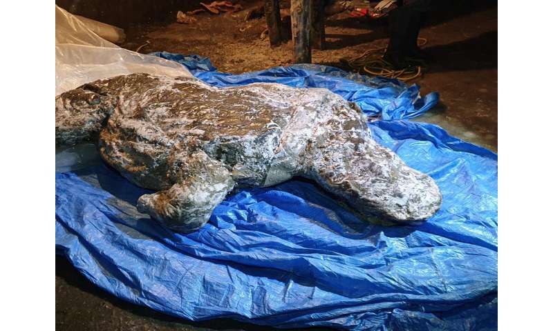 Well-preserved Ice Age woolly rhino found in Siberia