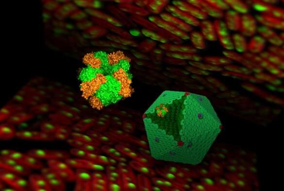 Study reveals how bacteria build essential carbon-fixing machinery