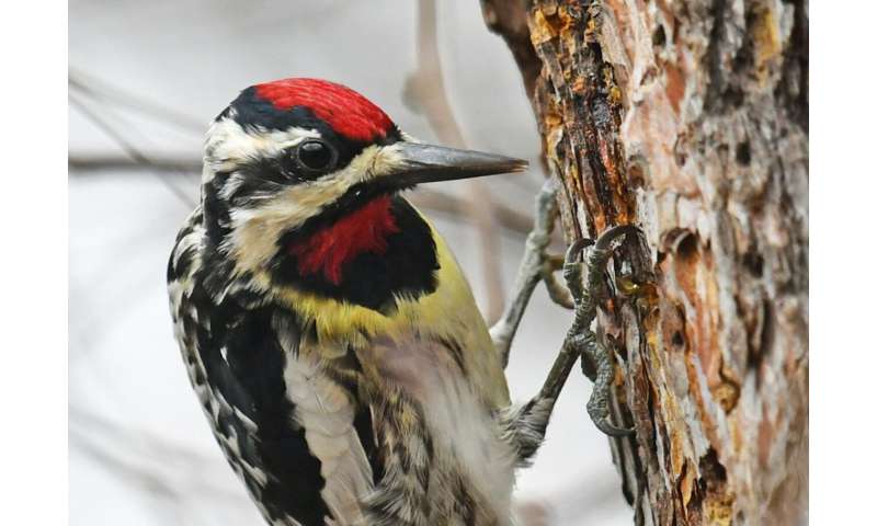 Understanding how birds respond to extreme weather can inform conservation efforts
