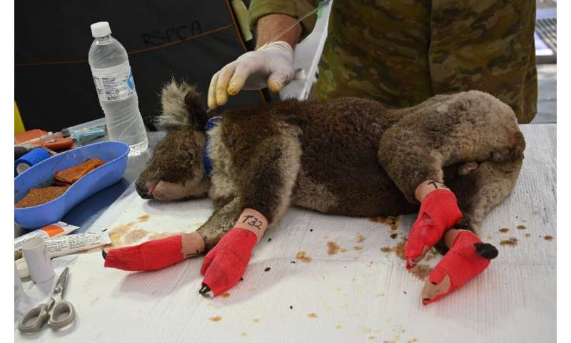 An injured koala with bandaged paws after being treated at the makeshift field hospital on Kangaroo Island