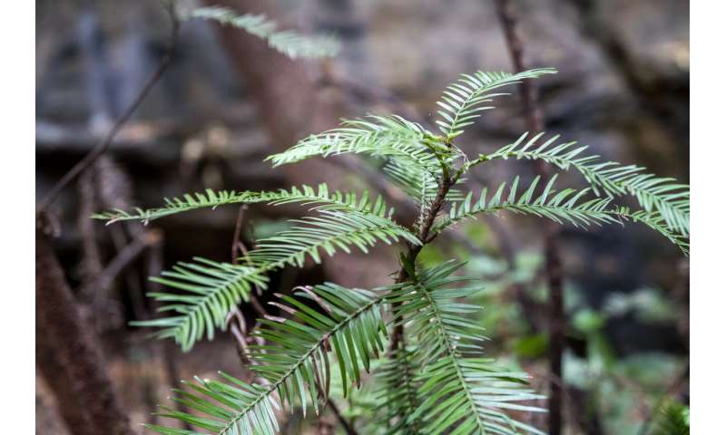 Australia firefighters save world's only rare dinosaur trees