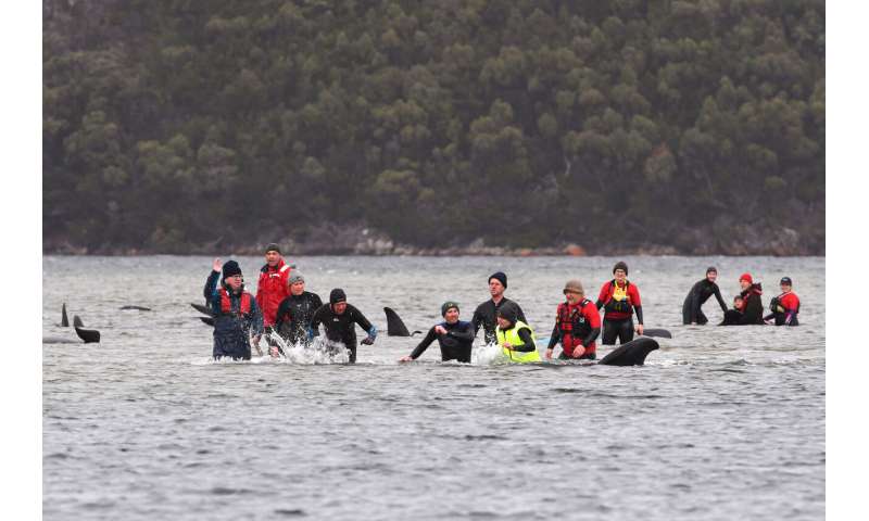 Australian rescuers save 25 of 270 stranded whales so far