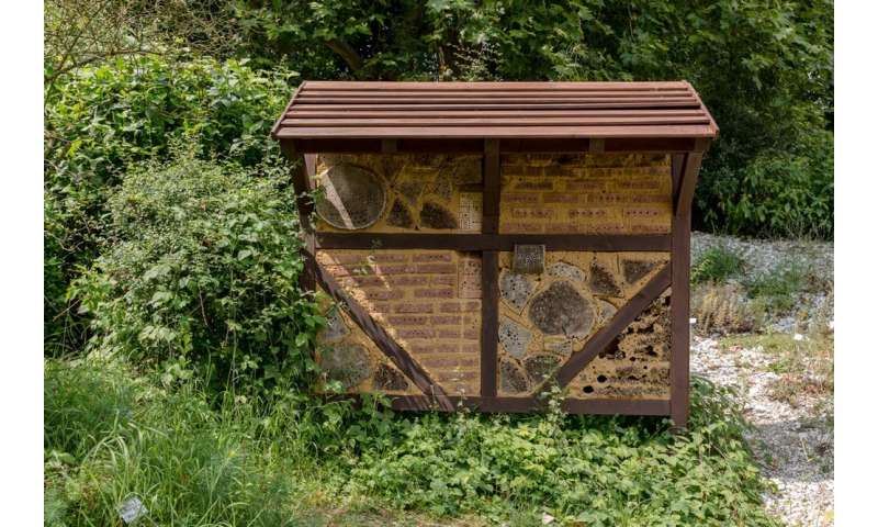 B&Bs for birds and bees: transform your garden or balcony into a wildlife haven