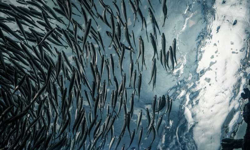 New model shows that industrial fishing could promote anti-social fish behavior - Phys.org