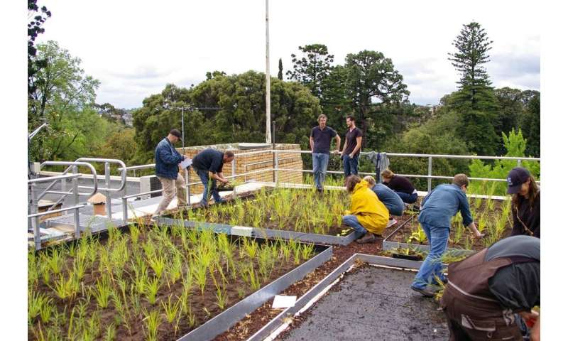 Greening our grey cities: here's how green roofs and walls can flourish in Australia