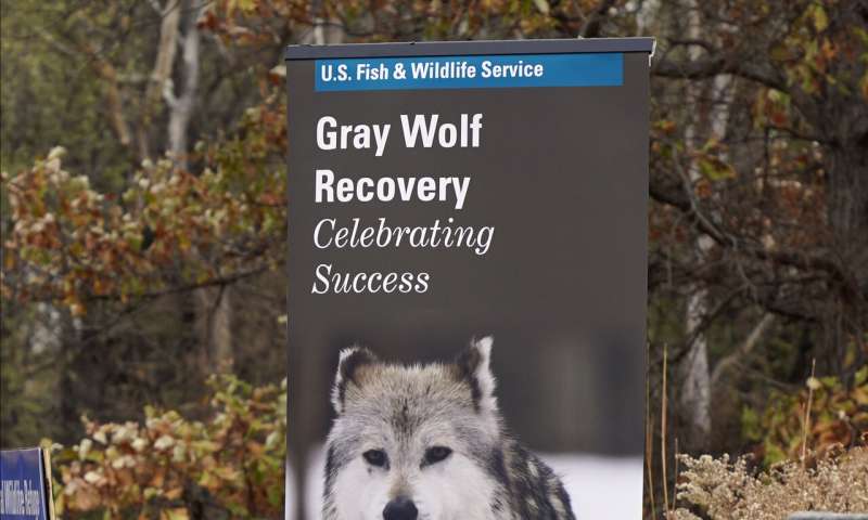 Groups fight to keep gray wolf protections for most of US