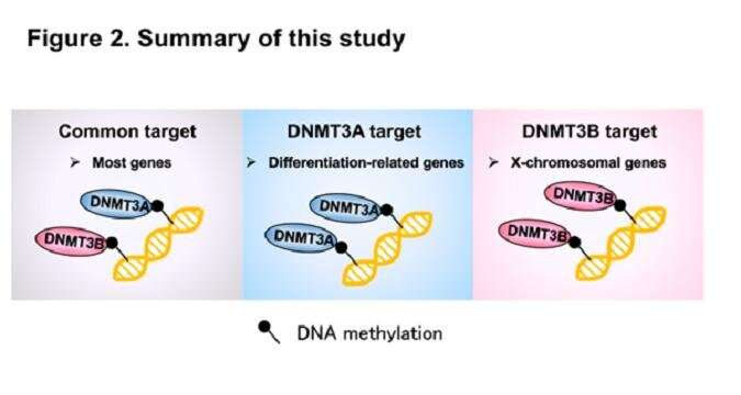 Identification of distinct loci for de novo DNA methylation by DNMT3A and DNMT3B during mammalian development
