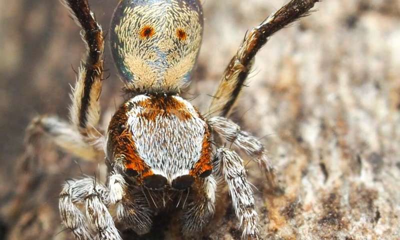 I travelled Australia looking for peacock spiders, and collected 7 new species