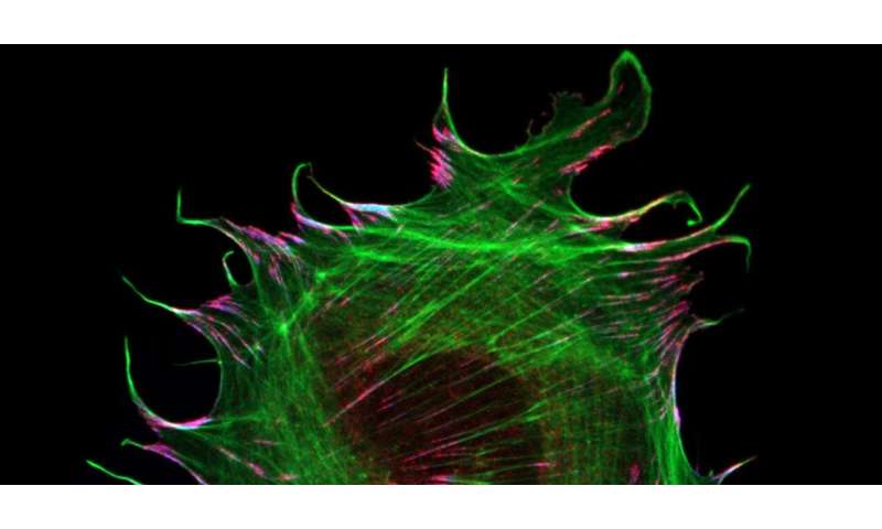 New mechanism of force transduction in muscle cells discovered