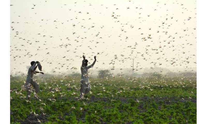 Record numbers of locusts have descended in devastating swarms across parts of Africa and Asia this year