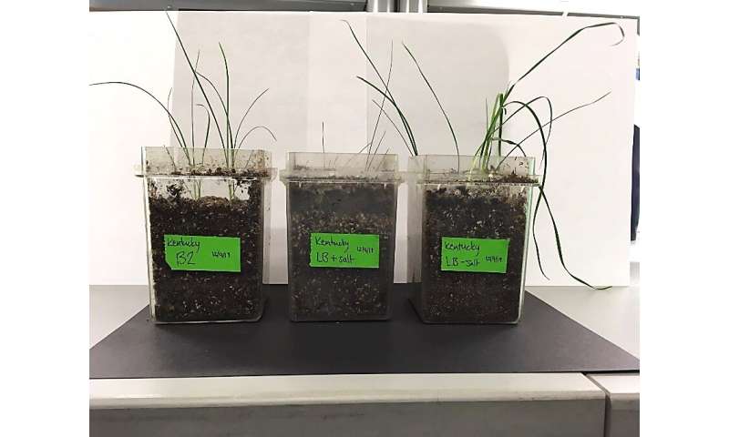 Scientists use bacteria to help plants grow in salty soil