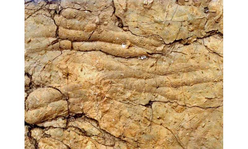 Traces of ancient life tell story of early diversity in marine ecosystems