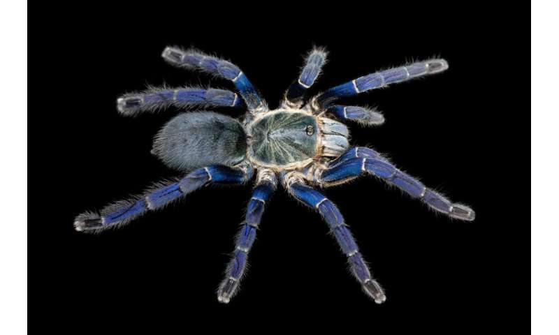 Scientists discover why tarantulas come in vivid blues and greens